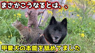 甲斐犬と猫と娘で河原に行ったらこうなった【野生的な犬】