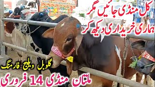 Today Multan Cow Mandi Fresh Video | Multan Mandi Aj Ki Video || Global Village Farming