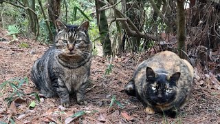 公園の丸々太ったサビ猫とキジトラ猫のコンビ、甘えん坊で積極的なのは…