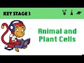 Animal and Plant Cells