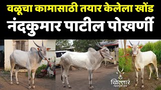 तमाराया सावकार, उमराणी यांच्या बैलाची पैदास असलेला खोंड | Khillar Maharashtrachi Shaan 2024