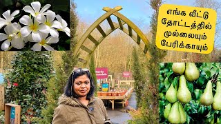 Our London garden/பனங்கிழங்கு,முல்லைப்பூ,பேரிக்காய்/planting trees in UK/My spring gardening vlog