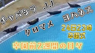 卒園前2週間の日々  チャバシラ・ヨハネス・JJ・クロマメ 【アザラシ幼稚園】22時～配信あり！