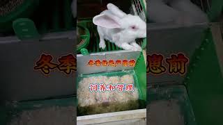 #肉兔养殖 #养兔技术交流中心 #rabbit #肉兔养殖 #cuteanimal