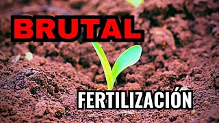 Primera Fertilizacion Foliar en Maíz | Maximiza el Potencial en Maíz Secretos Primera Aplicación