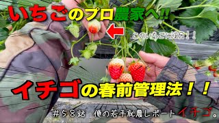 【いちご栽培】温かくなる前のイチゴ管理のコツ２点。｜笑える農家の1日。