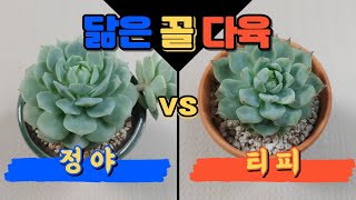 210530 다육스케치 l 닮은꼴 다육이 l 정야 \u0026 티피 비교 l 김제다육도매센터ㅣ다육식물 l Succulent plants l 초보다육 l 국민다육 l 다육이 키우기