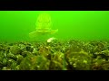 12 sick and unique underwater attacks of predatory fish u0026 their behaviour revealed