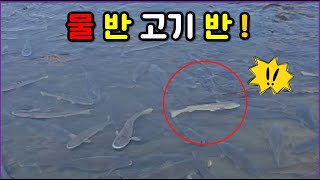 팔뚝 만한 물고기들이 이곳에 바글바글 모여 있는 이유!! 잉어, 숭어, 붕어, 안양천, mullet and carp