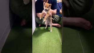 【柴犬お菊】凶暴、チンピラな子犬#shorts