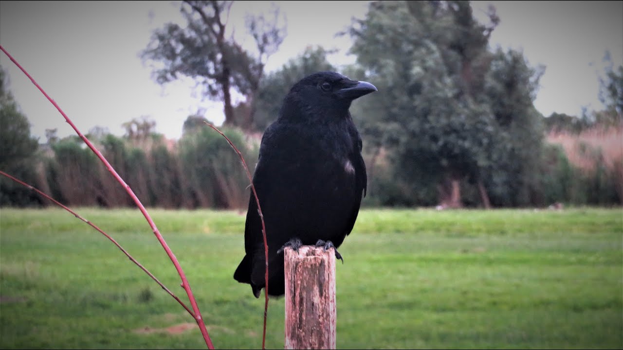 Vr180 Crows Eating Peanuts In The Park Youtube