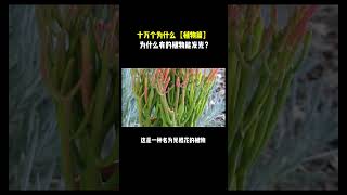 十万个为什么【植物篇】为什么有的植物能发光？