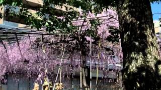 京都　六角堂　頂法寺　Rokkaku-do　Choho-ji Temple