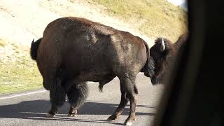 Yellowstone 2023 Bison Bellowing Very Loudly and Pawing at ground MAH06154