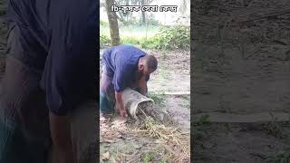 বস্তায় আদা চাষ || বস্তায় আদা চাষ পদ্ধতি 2025 || Ginger cultivation in sacks