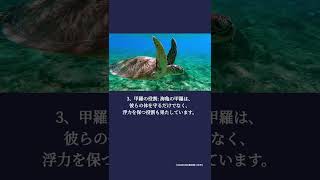 海亀のトリビア4選。 #ウミガメ #YouTubeショート #環境保護 #絶滅危惧種