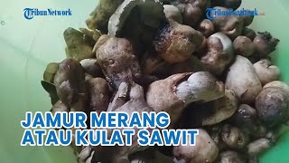 Melihat Bentuk Jamur Merang Atau yang Biasa Disebut Sebagai Kulat Sawit