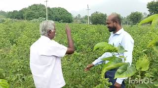 பருத்தி பயிருக்கு வரும் பூச்சிகள்,  சத்து பற்றாக்குறை மற்றும் வரப்பு பயிர்கள் |பகுதி_3