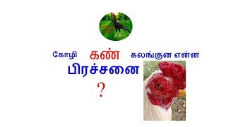 கோழி கண் கலங்குன என்ன பிரச்சனை?/What is the problem with the chicken eye strain?