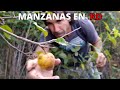 Siembra de MANZANAS en REPUBLICA DOMINICANA y LA FRUTA MILAGROSA