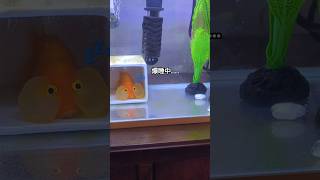 金魚の新しい寝床 #金魚愛 #水泡眼