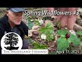 Spring Wildflowers #3 - April 17, 2021