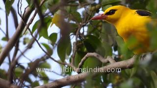 Indian Golden Oriole - Yellow and bright as a mango - peelak is one of India's most beautiful birds