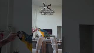 Part 2 of how Aurora lost the ability to fly #macaw #bird #parrot #rescue #flight