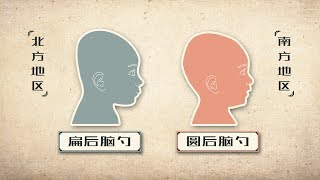 【视知百科】南方人的圆后脑勺，真的就比北方人的扁脑袋聪明吗？