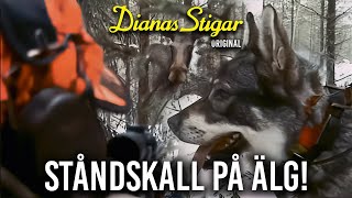 Ståndskall på älg (Dianas Stigar Original)