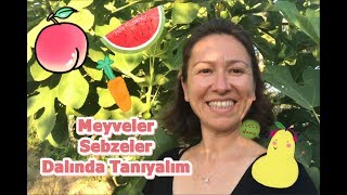 Sebzeleri ve Meyveleri Tanıyalım I Learning I Vegetables I Fruits I Children Songs I Nursery Rhymes