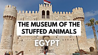 EGYPT: The Museum of the Stuffed Animals | The Citadel of Qaitbay