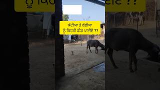 ਕੱਟੀਆ ਤੇ ਵੱਛੀਆ ਨੂੰ ਕਿਹੜੀ ਫੀਡ ਪਾਈਏ #motivation #farming #dairy #viral #youtubeshorts #video #like