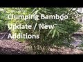 Clumping Bamboo Update & New Additions