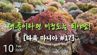 대품 다육이라 부르려면? 이 정도는 되야겠죠! Very large succulents 대천다육정원_정영희님