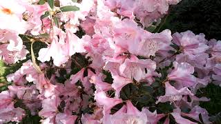 Scented rhododendrons at Caerhays Garden