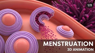 Menstrual Cycle Basics | 3D Animation (1/2).