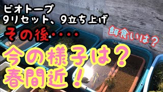 リセット後のメダカビオトープの様子。早春、春間近のメダカ達、スイレン、水生植物の様子！