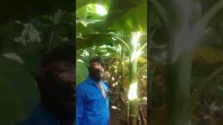 நேந்திரம் வாழை சாகுபடி | neendran banana cultivation