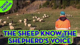 The Sheep know the Shepherd's voice - Quick Truths