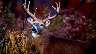 Deer Hunting QOW: How Do I Deer Hunt In Swamps?