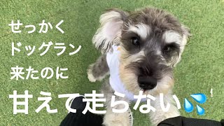 【シュナウザー】カインズの無料ドッグランに来たけど甘えんぼう炸裂で全く走らなかった日vlog😅😅