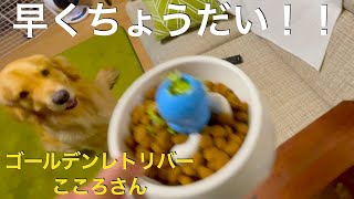 早食い防止皿とコングで食べる夕食！ゴールデンレトリバー・こころさん