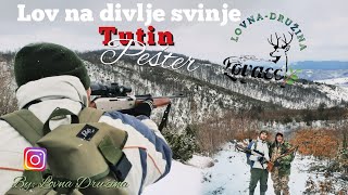 Lov na divlje svinje - TUTIN (Pešter)🌲 @lovnadruzina