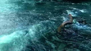 Water stream relaxation,river sound,nature sound long video