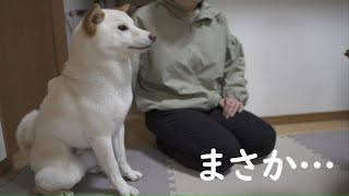 病院から帰ってきた妹に会うのを楽しみにしていた柴犬に悲劇が…