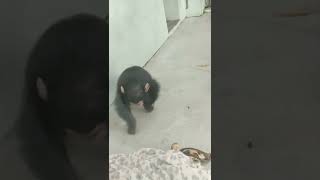 日朝■④チンパンジー・モコイチくん・沖縄こどもの国・・・Chimpanzee ・Okinawa Zoo \u0026 Museum(20220828)