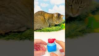 Sesame Street Toy Cars and Cute Tabby Cat