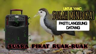 SUARA PIKAT RUAK RUAK SUSAH KELUAR langsung mendekat SEMUA