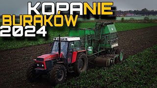 ✔🔥Kopanie Buraków✔🔥2024 STOLL VS 17 Hektarów✔🔥Zetor 16145&Stoll